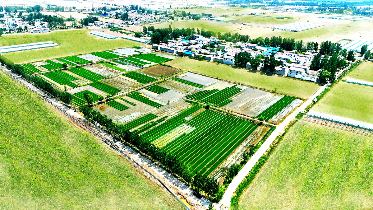 濟寧市任城區(qū)高標(biāo)準農(nóng)田建設(shè)項目